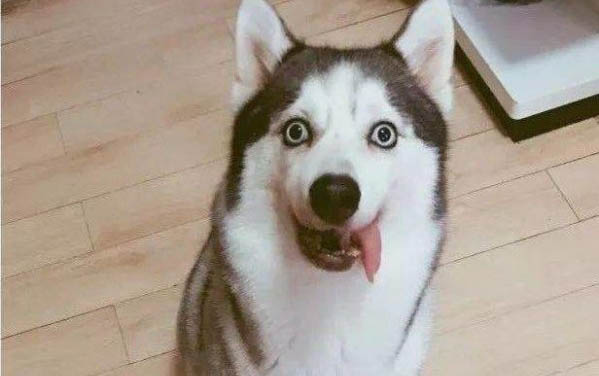 狗狗咬尾巴轉圈圈怎么回事