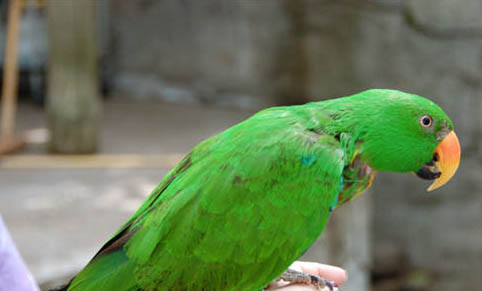 怎么給玄鳳鸚鵡保溫