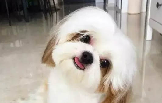 犬瘟細菌水能存活多久