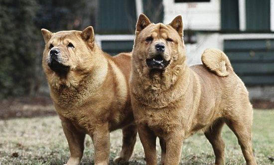 狗狗情緒有哪些表現