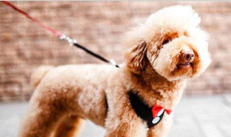 幼犬得了犬窩咳會死嗎