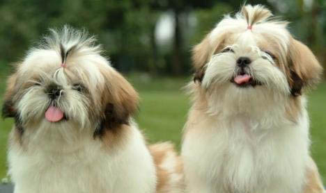 西施犬壽命有多長 西施犬能活多久