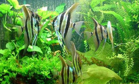 魚缸漏電對魚有影響嗎