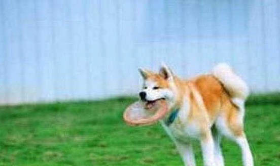 為什么秋田犬禁養