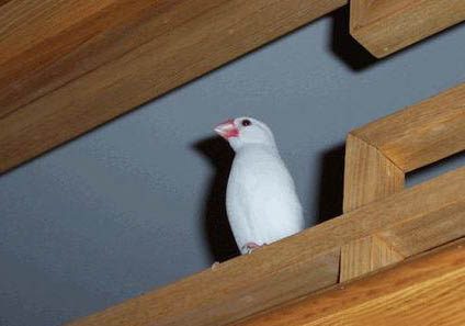 白文鳥怎么繁殖