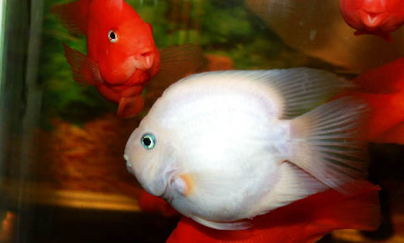 怎樣避免觀賞魚合缸交叉感染?