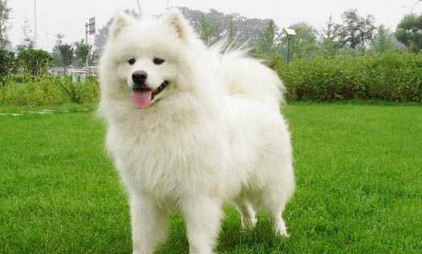 雪納瑞公狗尿血是怎么回事呢