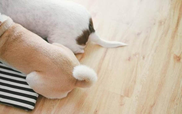 狗狗懷孕能吃蝦嗎