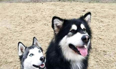 阿拉斯加犬用什么牽引繩好