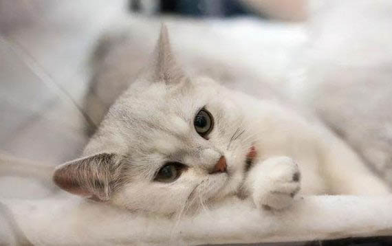 貓豎起尾巴是什么意思