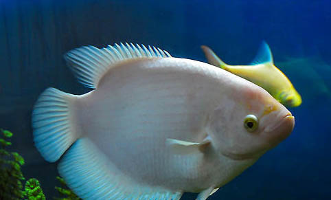 如何避免觀賞魚交叉感染