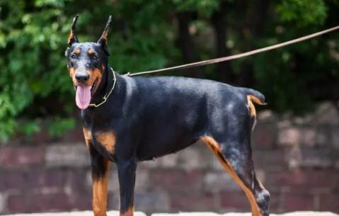 杜賓犬為什么要斷尾剪耳