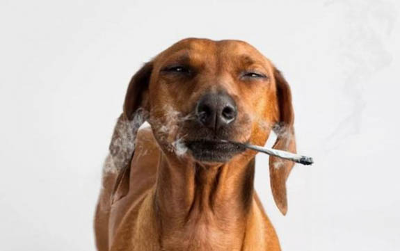 狗狗可以吃人吃的消炎藥嗎