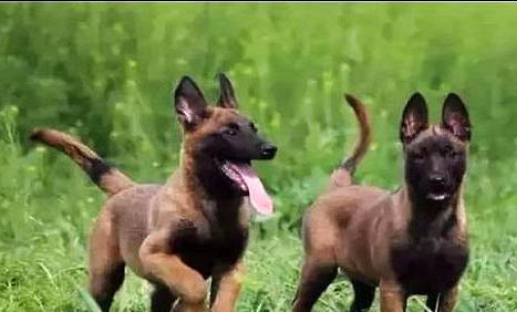 荷蘭牧羊犬和馬犬哪個好