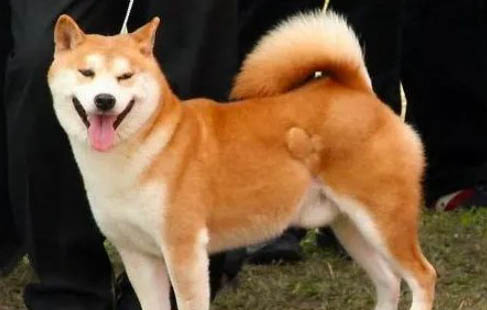 柴犬和金毛哪個聰明