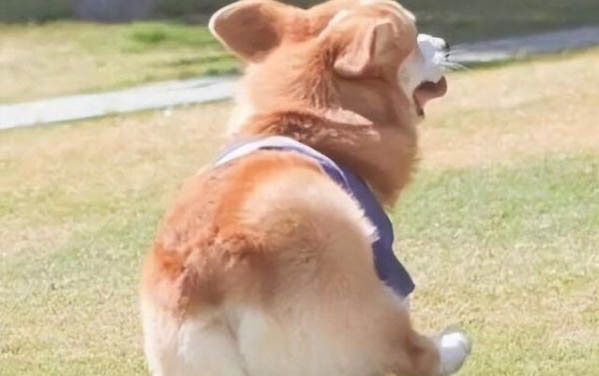 兩個月小狗感冒吃什么藥