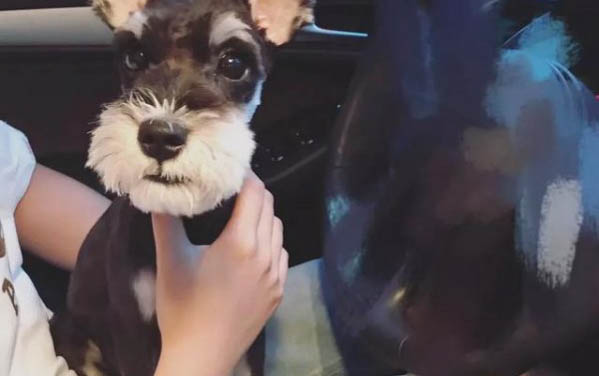 狗狗犬瘟治療好了能活多久