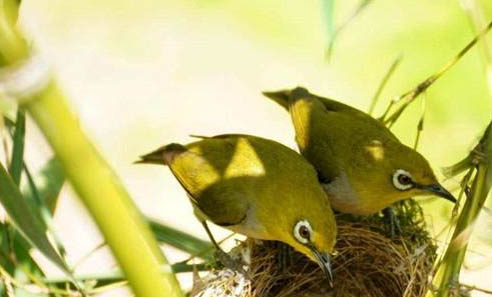 繡眼鳥一般多大開始大叫？