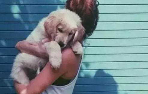 犬瘟抽搐后還能活多久