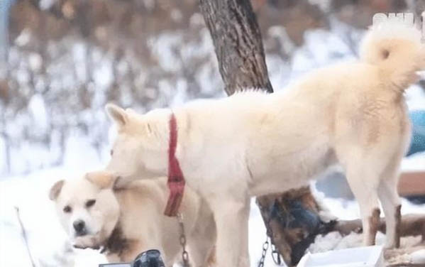 小狗感冒咳嗽吃什么藥好