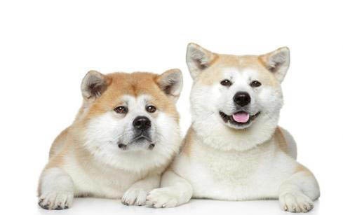 秋田犬為什么被禁養?
