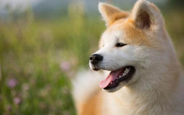 日本秋田犬智商