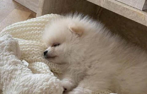 狗狗驅蟲10天后還是拉蟲子正常嗎