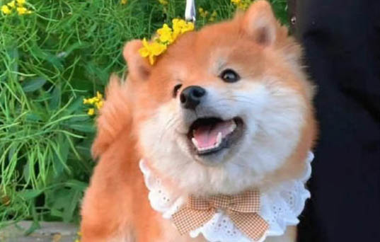 祛狗狗身上的蜱蟲有哪些方法