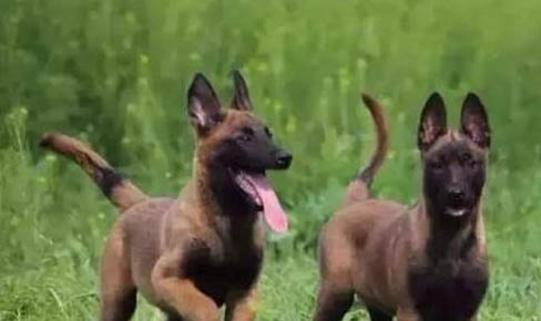 馬犬和金毛哪個貴