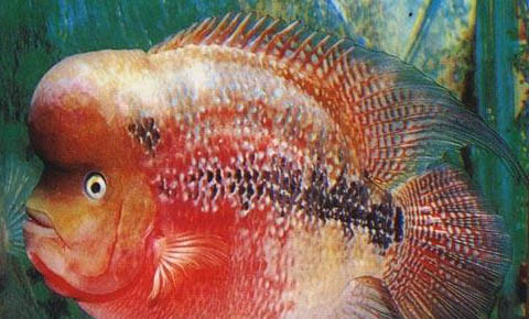 熱帶鳳尾魚多久繁殖一次