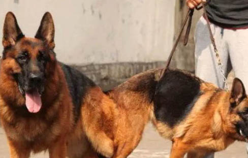 德國牧羊犬哪里有賣