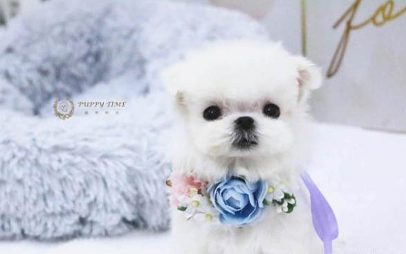 狗狗睡覺(jué)呼吸急促怎么辦