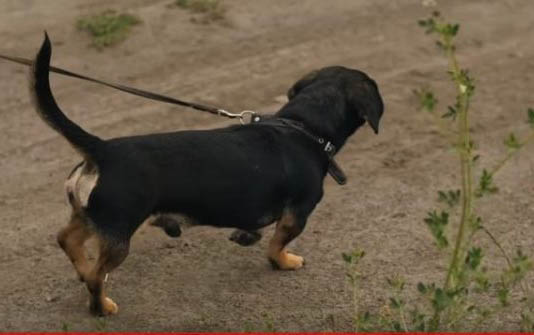 小狗狗咳嗽怎么辦?