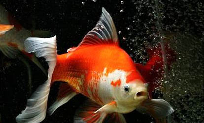 草金魚多久喂一次