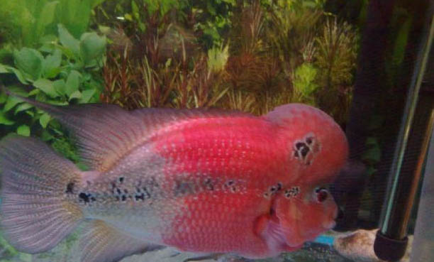 羅漢魚能和什么魚混養?