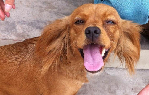 狗狗懷孕多久生小狗