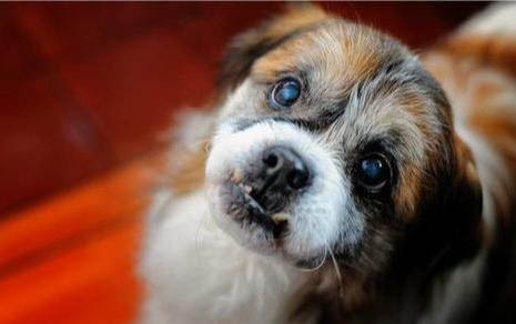 狗得了犬瘟還有救嗎怎么辦