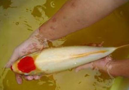 錦鯉魚能和蝦一起養(yǎng)嗎