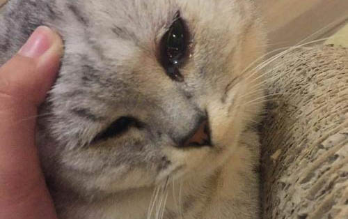 小貓咪多大需要擠肛門腺