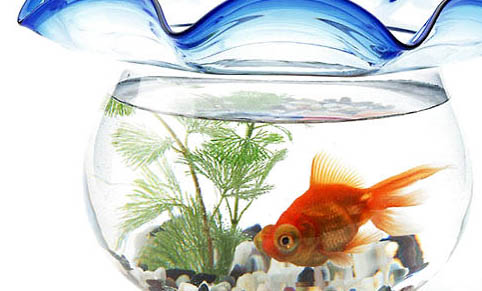 如何正確投喂魚飼料