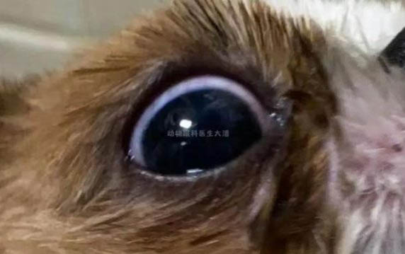 狗狗眼屎是白色粘稠的拉絲是怎么回事