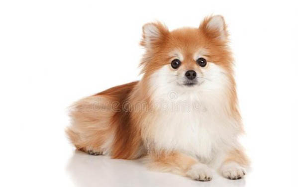 幼犬犬瘟多久發作