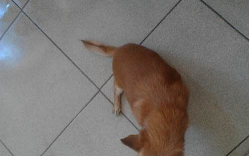 狗狗得犬瘟初期癥狀有哪些