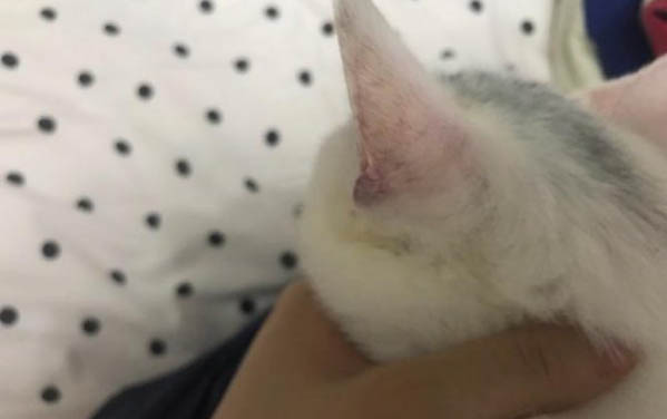 貓得了慢性腎衰竭不治療能活多久?