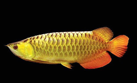 龍魚打架怎么辦