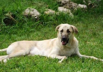 選購英國古代牧羊犬時要注意什么