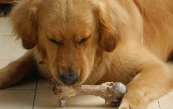 狗護(hù)食很厲害怎么辦