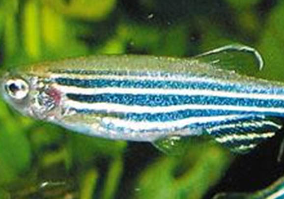 藍(lán)斑馬魚(yú)怎么分公母