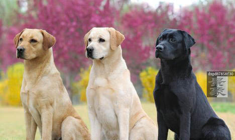 拉布拉多幼犬有眼屎