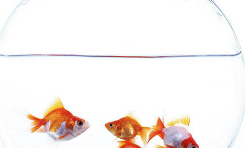 魚缸中的濾材多久換一次?